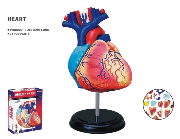 Robetoy Human Anatomy - Heart (10 cm) (26052) i gruppen LEKSAKER, BARN- & BABYPRODUKTER / Leksaker / Övriga leksaker hos TP E-commerce Nordic AB (C91624)