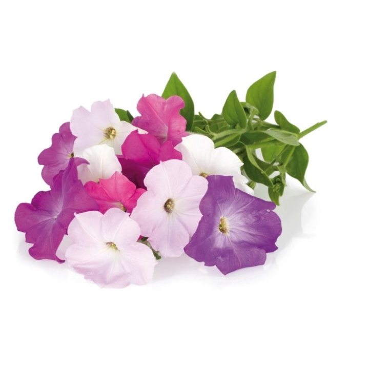 Click & Grow - Smart Garden Refill 3-pack - Petunia (SGR27X3) i gruppen SPORT, FRITID & HOBBY / Roliga prylar / Smarta saker hos TP E-commerce Nordic AB (C93817)