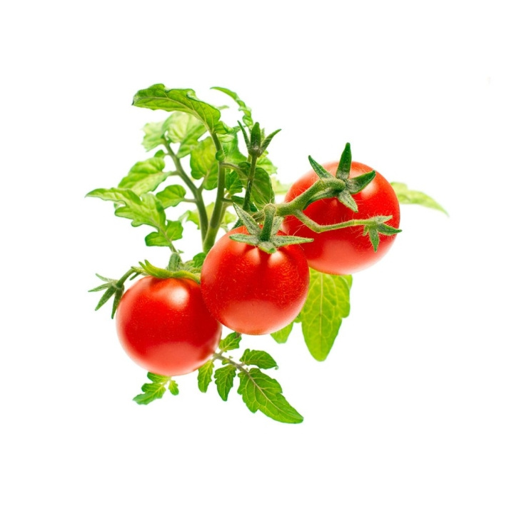 Click & Grow Smart Garden Refill 3-pack - Mini Tomato (SGR5X3) i gruppen SPORT, FRITID & HOBBY / Roliga prylar / Smarta saker hos TP E-commerce Nordic AB (C96652)